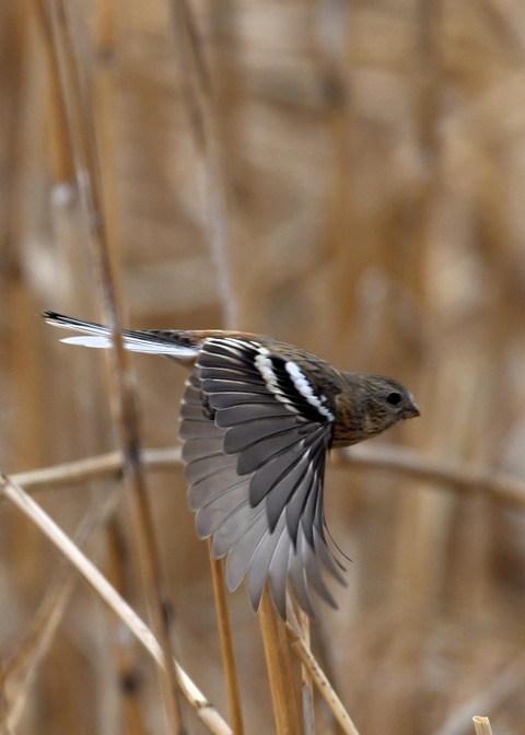 ベニマシコ♀0291