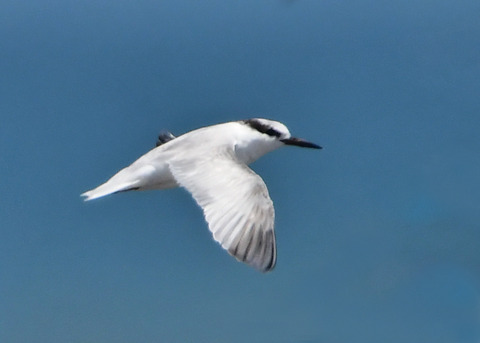 飛ぶ・コアジサシ2571