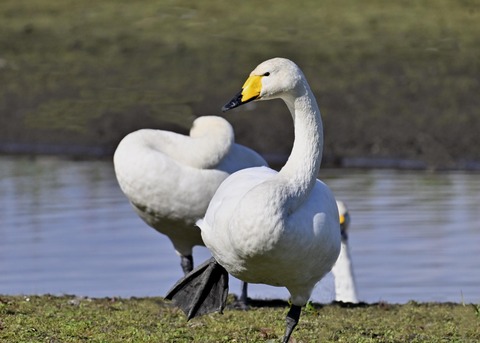 オオハクチョウ3309