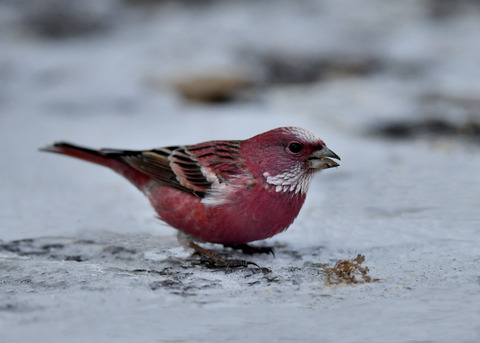 オオマシコ♂3298