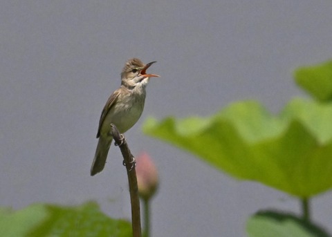 オオヨシキリ2075