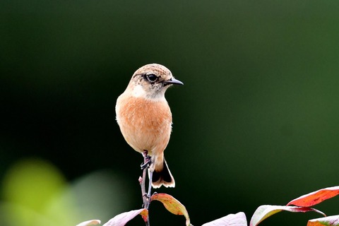 ノビタキ♀冬羽4068