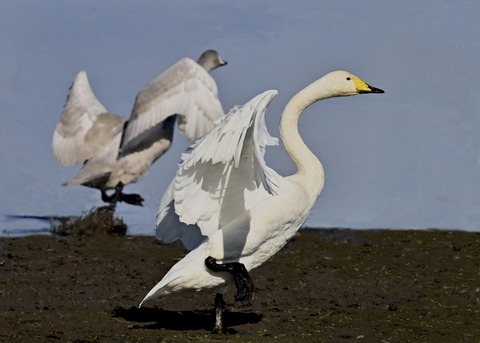 オオハクチョウ3221