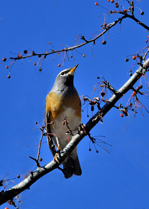 マミチャジナイ0662