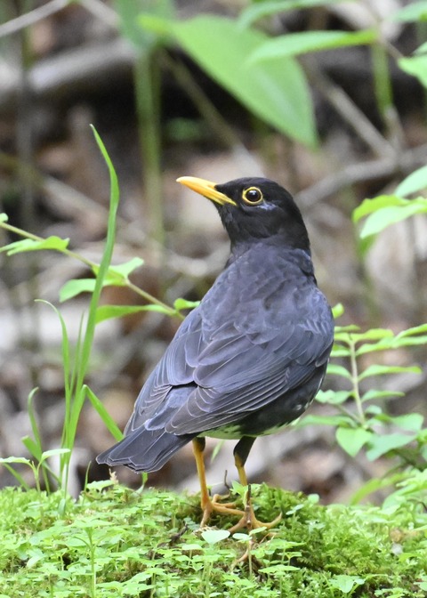 クロツグミ♂3019