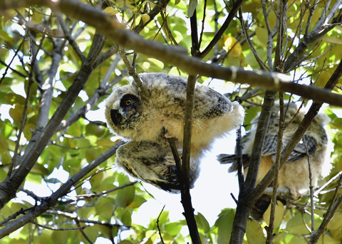 トラフズクのヒナ0163