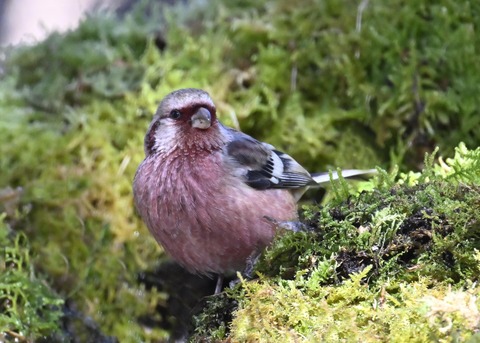 ベニマシコ♂6940