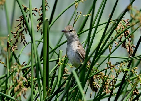 オオヨシキリ8035