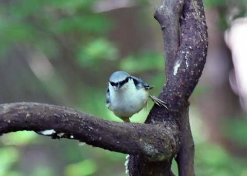 ゴジュウカラ4350