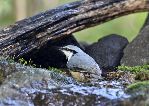 ゴジュウカラ2286