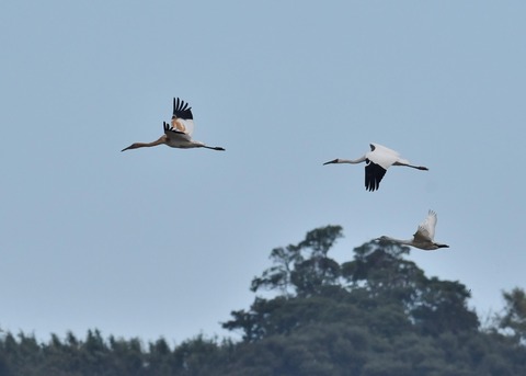 飛ぶ・ソデグロヅル8009