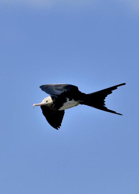 オオグンカンドリ0324