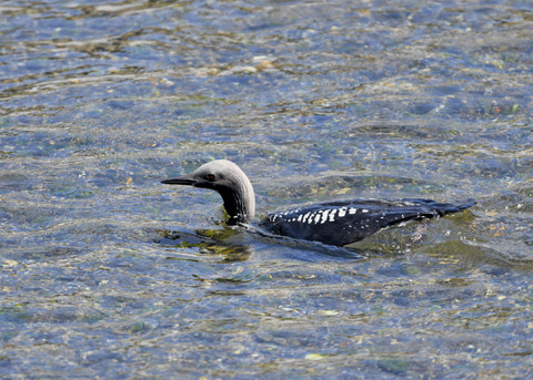 シロエリオオハム夏羽8821
