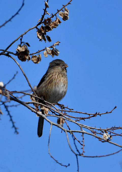 ベニマシコ♀1034