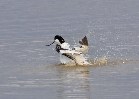 ソリハシセイタカシギ7024