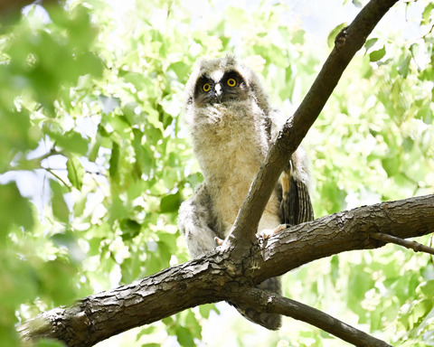 トラフズクの雛①2446
