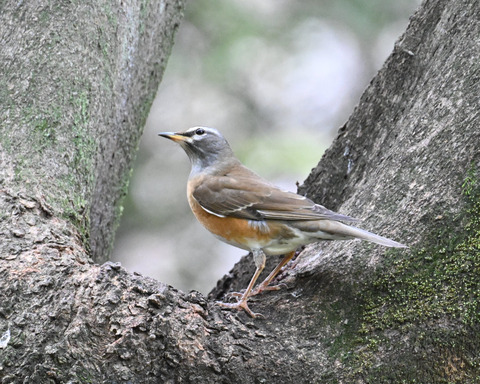 マミチャジナイ3918