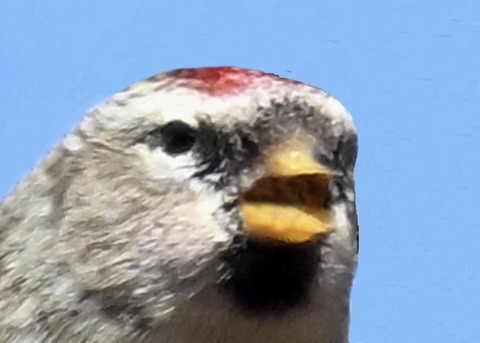 ベニヒワ♀3001