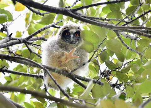 トラフズクのヒナ⑤8335