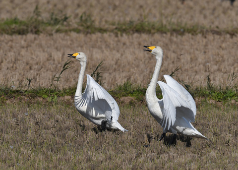 オオハクチョウ4375