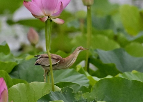 ヨシゴイ♀1200