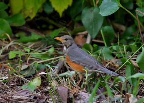 カラアカハラ若♂3692