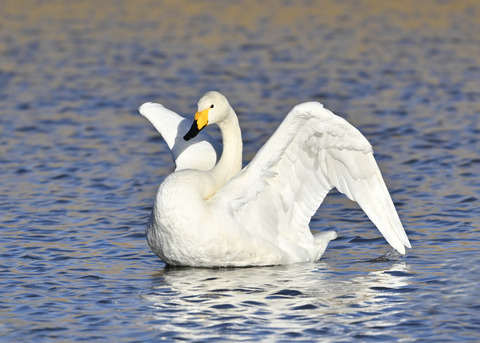 オオハクチョウ7650