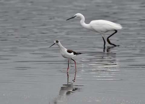 セイタカシギ3967