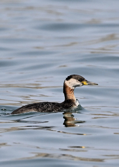 ｱｶｴﾘｶｲﾂﾌﾞﾘ8302