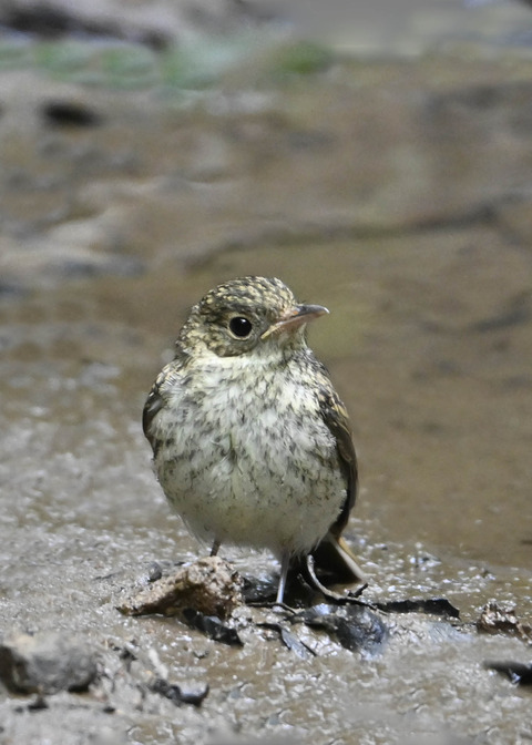 キビタキ幼鳥2813