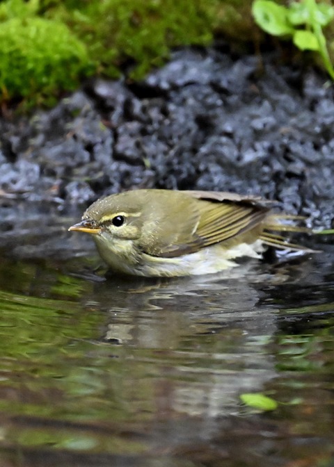 メボソムシクイ0345