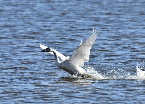 オオハクチョウ幼鳥1828