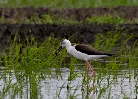 餌捕りセイタカシギ♀0068
