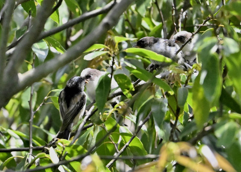 エナガのヒナ4241