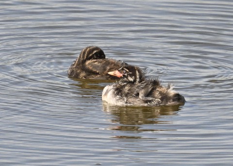 カイツブリのヒナ3880