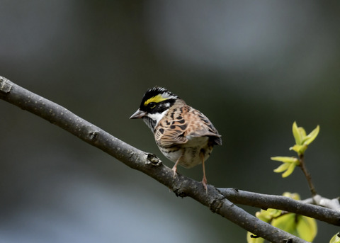 キマユホオジロ♂0832