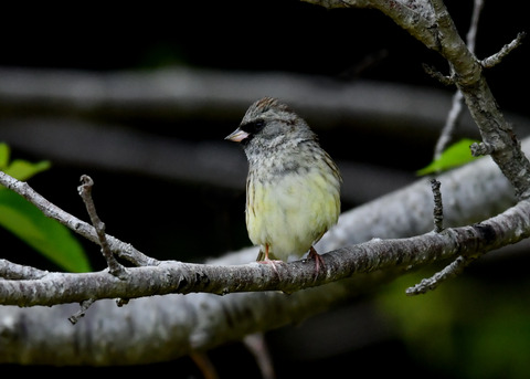 シベリアアオジ♂0391