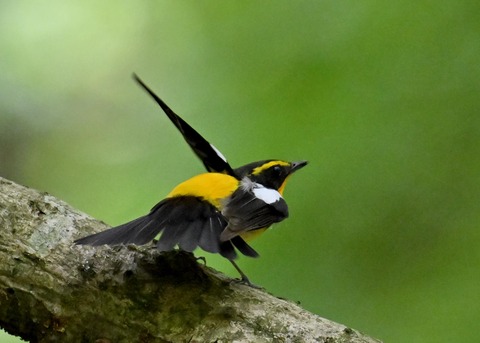 キビタキ成鳥♂5755