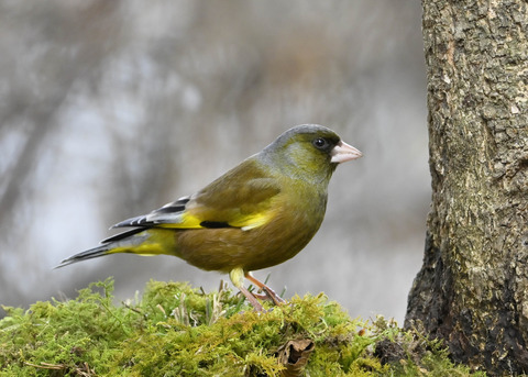 オオカワラヒワ♂1484