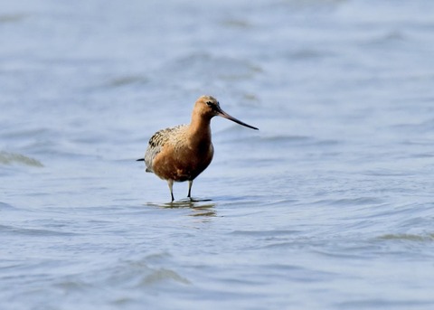 オオソリハシシギ2138