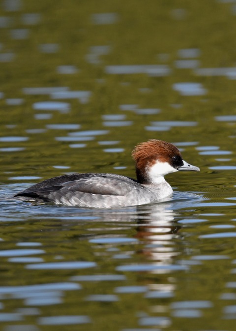 ミコアイサ♀3391