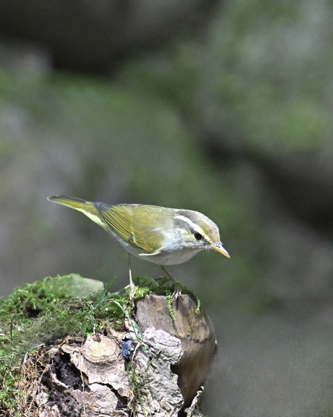 センダイムシクイ2340