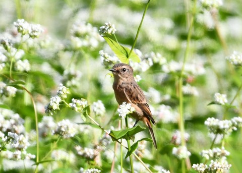 ノビタキ♀0187