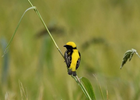 オウゴンチョウ1382