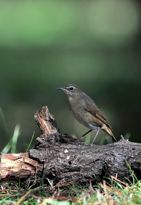 ノゴマ♀3439
