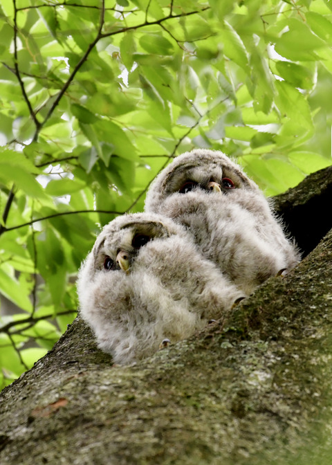 フクロウのヒナ①②4317