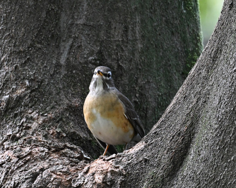 マミチャジナイ9758