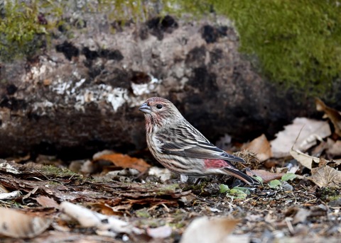 オオマシコ♀9647