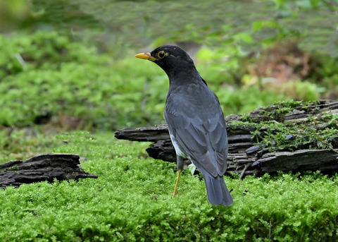 クロツグミ♂5588