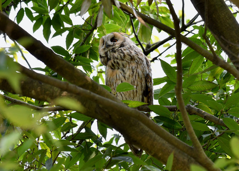 トラフズク♂2310